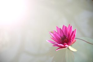 Professional Lotus365 App Download: Step-by-Step Guide for India (2026)